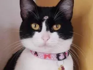 Gato raça  idade 2 anos nome Amora 