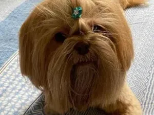 Cachorro raça Shihtzu idade 6 ou mais anos nome Amora