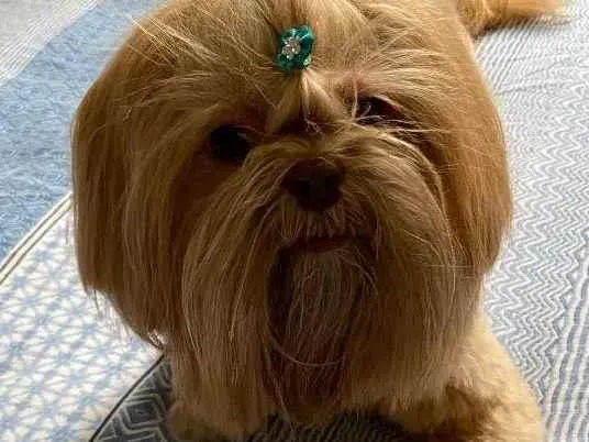 Cachorro ra a Shihtzu idade 6 ou mais anos nome Amora
