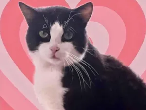 Gato raça Srd idade 1 ano nome Bolachao peludinho 