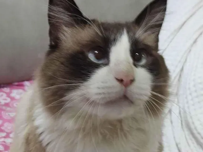 Gato ra a SRD idade 5 anos nome Peludinho