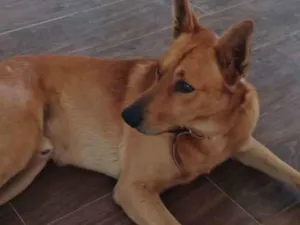 Cachorro raça SRD idade 2 anos nome Teddy