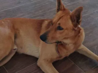 Cachorro raça SRD idade 2 anos nome Teddy