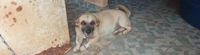 Cachorro ra a Vira lata salsicha  idade 2 anos nome Lupy