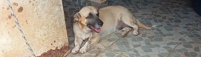 Cachorro ra a Vira lata salsicha  idade 2 anos nome Lupy