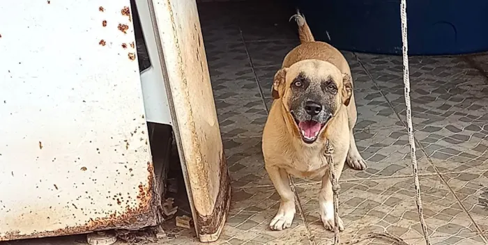 Cachorro ra a Vira lata salsicha  idade 2 anos nome Lupy