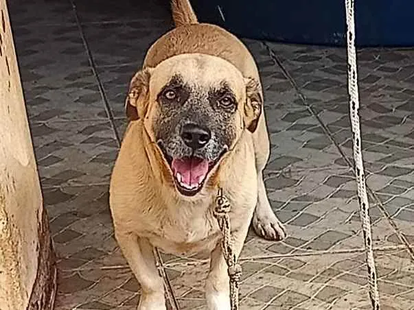 Cachorro ra a Vira lata salsicha  idade 2 anos nome Lupy