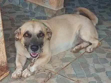 Cachorro ra a Vira lata salsicha  idade 2 anos nome Lupy