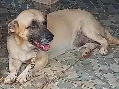 Cachorro ra a Vira lata salsicha  idade 2 anos nome Lupy