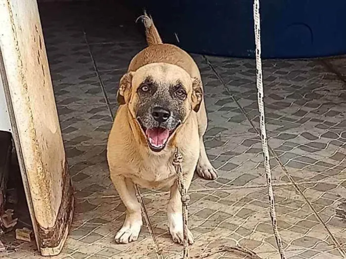 Cachorro ra a Vira lata salsicha  idade 2 anos nome Lupy