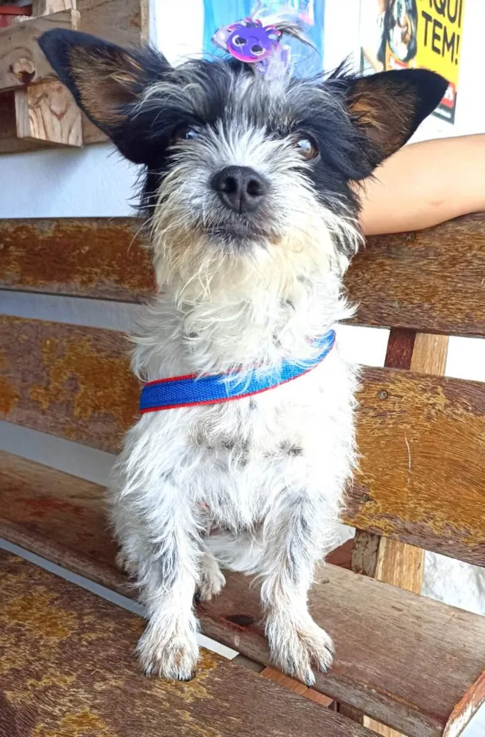Cachorro ra a Srd idade 2 anos nome Polly