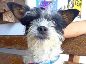 Cachorro raça Srd idade 2 anos nome Polly