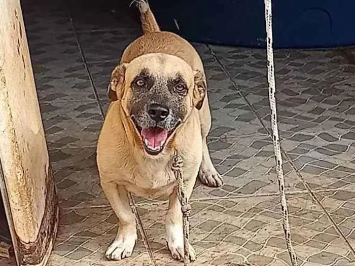 Cachorro ra a Vira lata salsicha  idade 2 anos nome Lupy