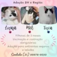 Luna, Mel e Tuca 