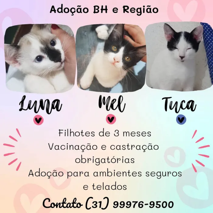 Gato raça Srd idade 2 a 6 meses nome Luna, Mel e Tuca 