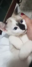 Luna, Mel e Tuca 