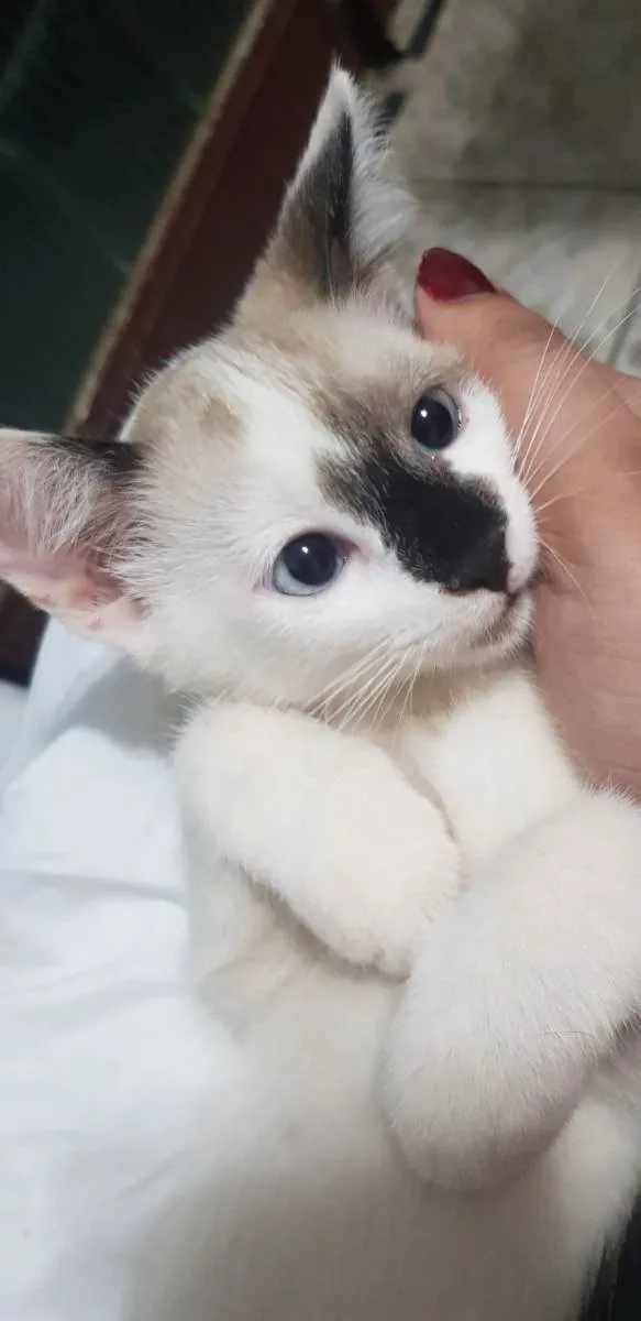 Gato raça Srd idade 2 a 6 meses nome Luna, Mel e Tuca 