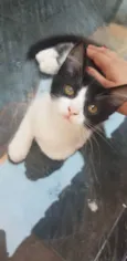 Luna, Mel e Tuca 