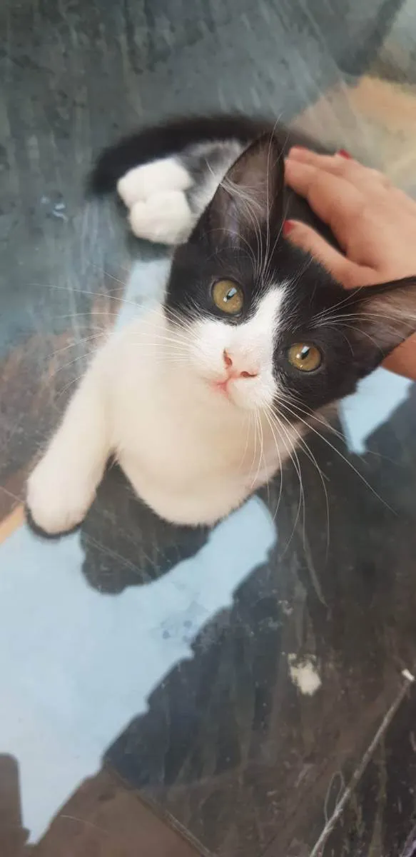 Gato raça Srd idade 2 a 6 meses nome Luna, Mel e Tuca 