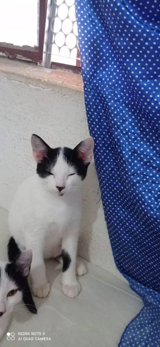 Gato raça Srd idade 2 a 6 meses nome Luna, Mel e Tuca 