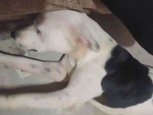 Cachorro raça Viralata com Pitbull  idade 2 anos nome Rex
