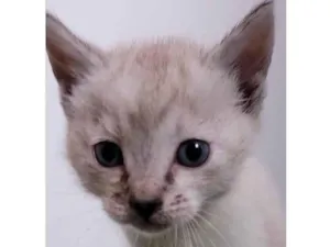 Gato raça SRD idade Abaixo de 2 meses nome Margareth