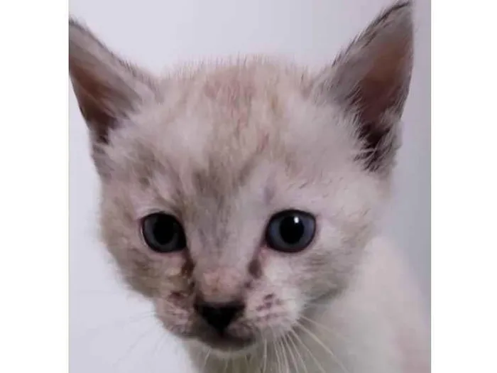 Gato raça SRD idade Abaixo de 2 meses nome Margareth