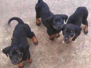 Cachorro raça Rotweiller (misto) idade Abaixo de 2 meses nome Filhotes 