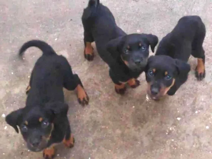 Cachorro ra a Rotweiller (misto) idade Abaixo de 2 meses nome Filhotes 