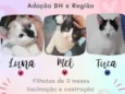 Luna, Mel e Tuca 