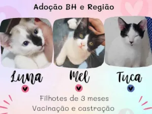 Gato raça Srd idade 2 a 6 meses nome Luna, Mel e Tuca 