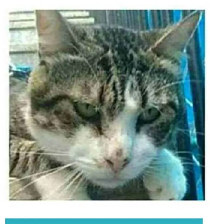 Gato ra a srd bicolor idade 5 anos nome RAÍ