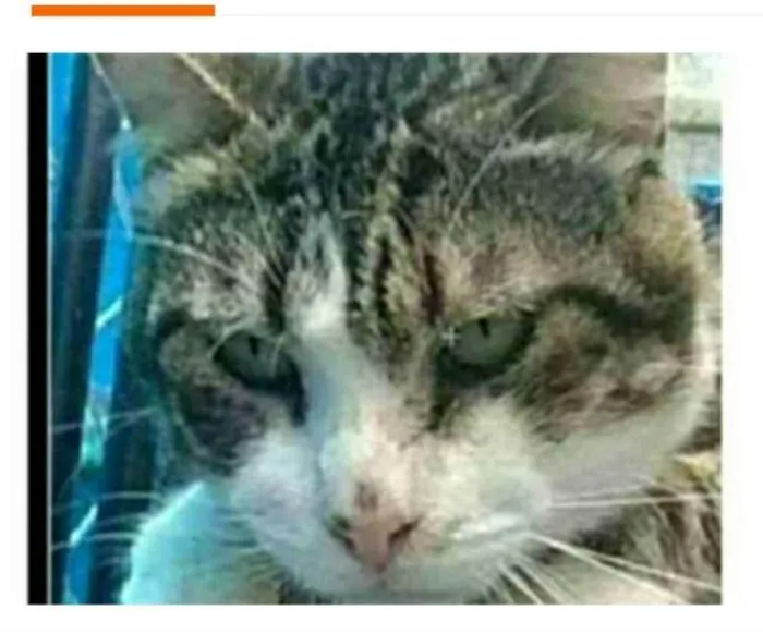 Gato ra a srd bicolor idade 5 anos nome RAÍ
