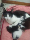 Gata