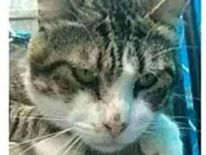 Gato raça srd bicolor idade 5 anos nome RAÍ
