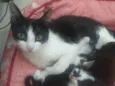 Gata