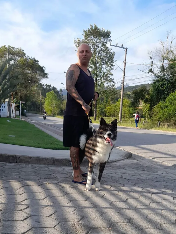 Cachorro ra a Akita Inu idade 7 a 11 meses nome Yoshi 