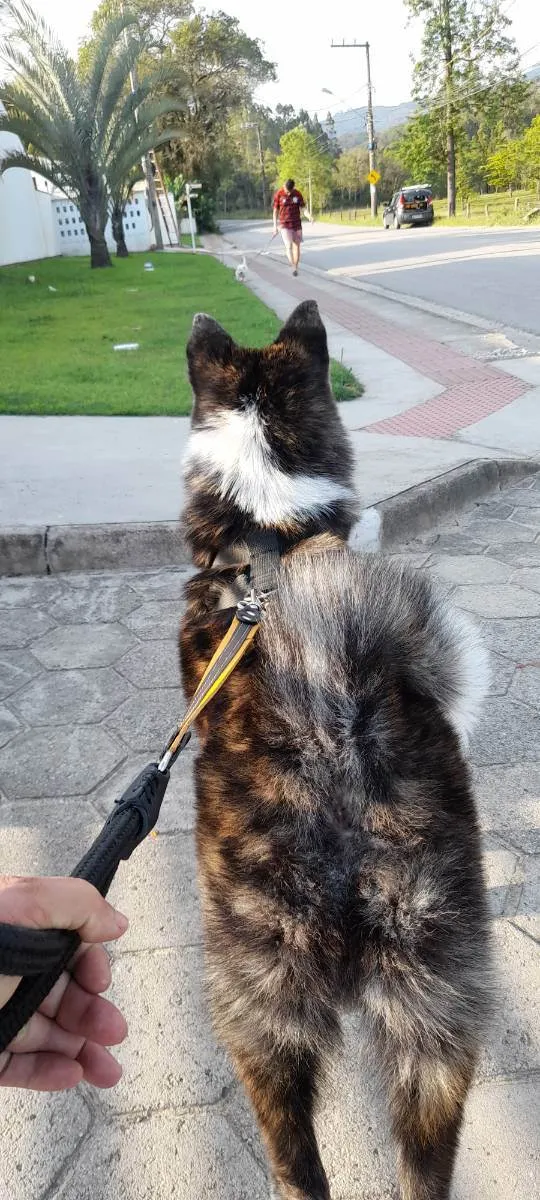 Cachorro ra a Akita Inu idade 7 a 11 meses nome Yoshi 