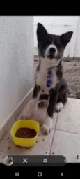 Yoshi 