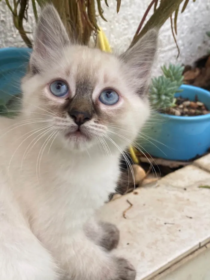 Gato ra a Sem raça  idade 2 a 6 meses nome Não tem 