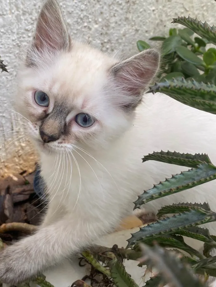 Gato ra a Sem raça  idade 2 a 6 meses nome Não tem 