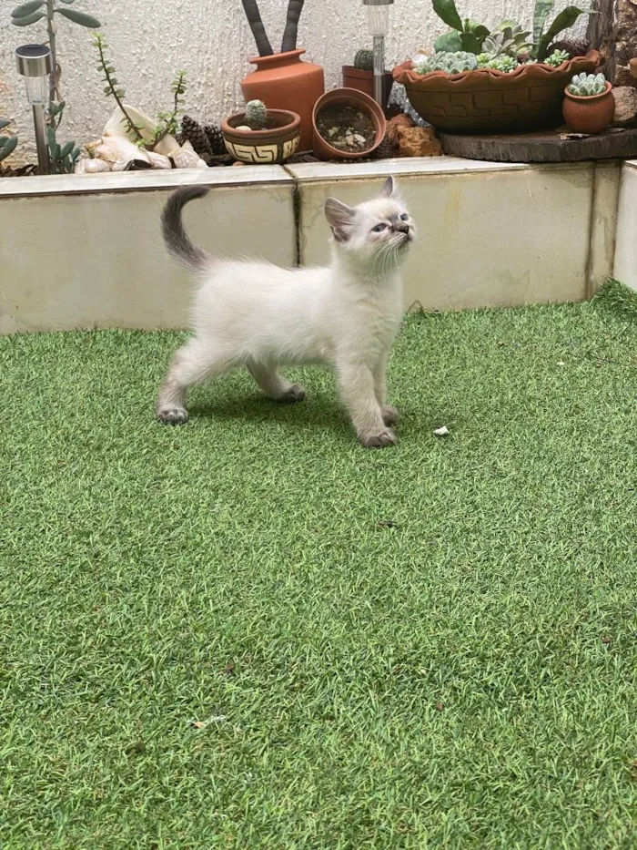 Gato ra a Sem raça  idade 2 a 6 meses nome Não tem 
