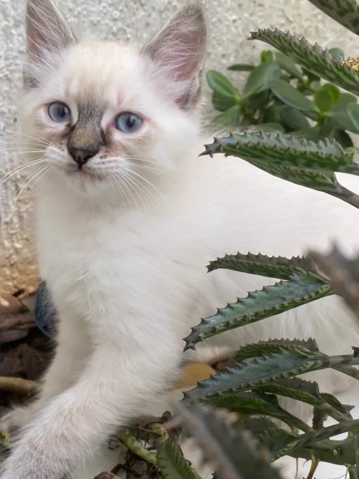 Gato ra a Sem raça  idade 2 a 6 meses nome Não tem 