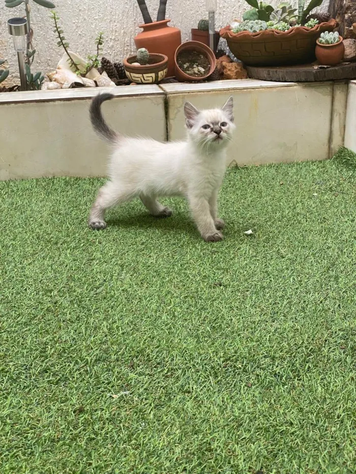 Gato ra a Sem raça  idade 2 a 6 meses nome Não tem 