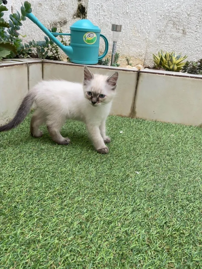 Gato ra a Sem raça  idade 2 a 6 meses nome Não tem 