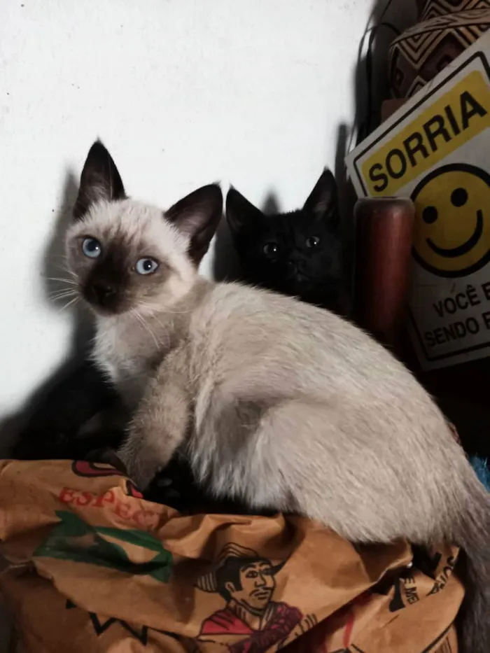 Gato raça  idade 2 a 6 meses nome Tina