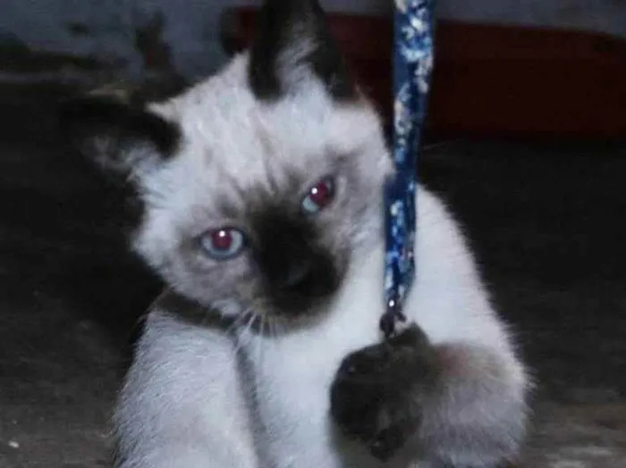 Gato raça  idade 2 a 6 meses nome Tina