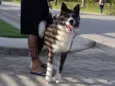 Yoshi 