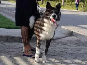 Cachorro raça Akita Inu idade 7 a 11 meses nome Yoshi 