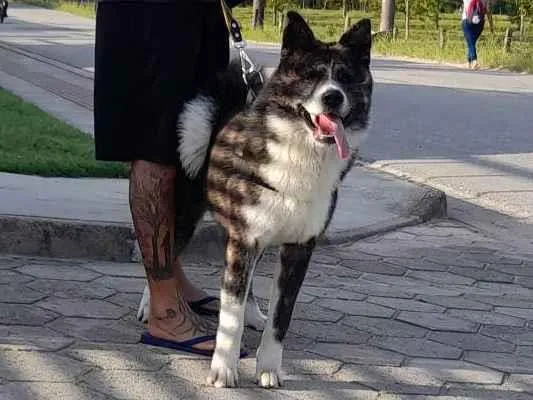 Cachorro ra a Akita Inu idade 7 a 11 meses nome Yoshi 
